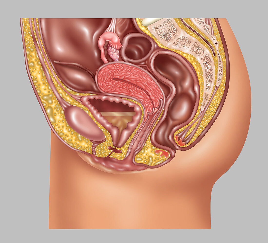Female Reproductive Anatomy,Illustration