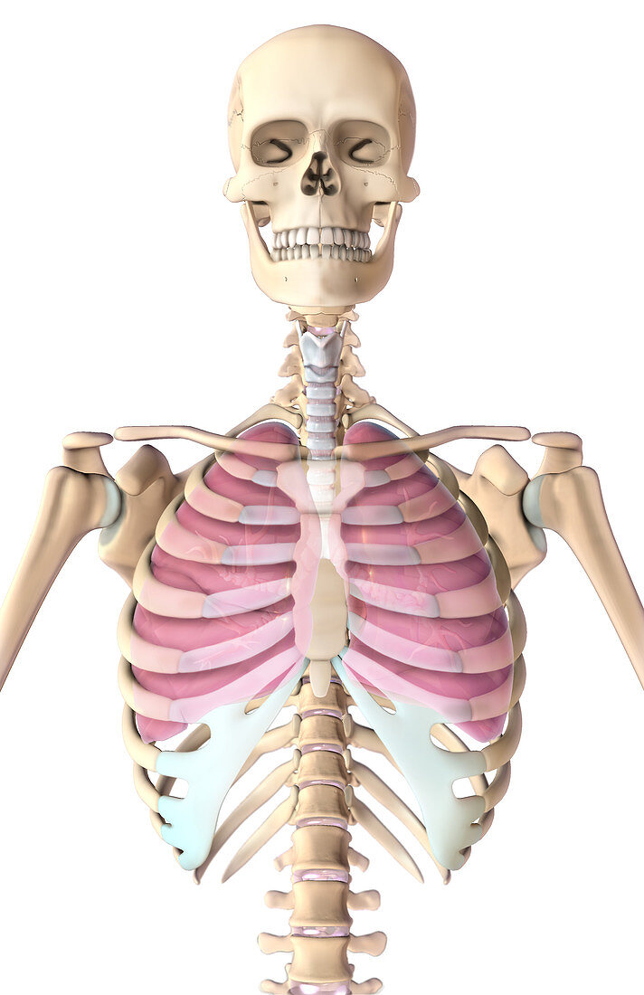 Lungs and Rib Cage,Illustration