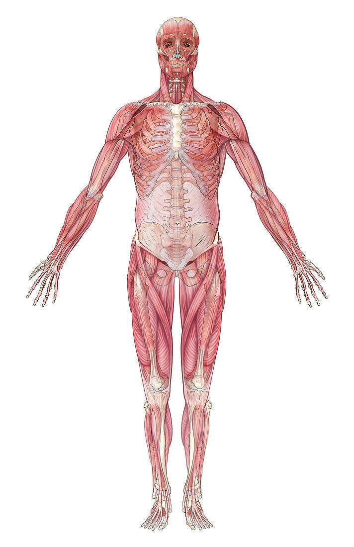 Muscular System,Illustration