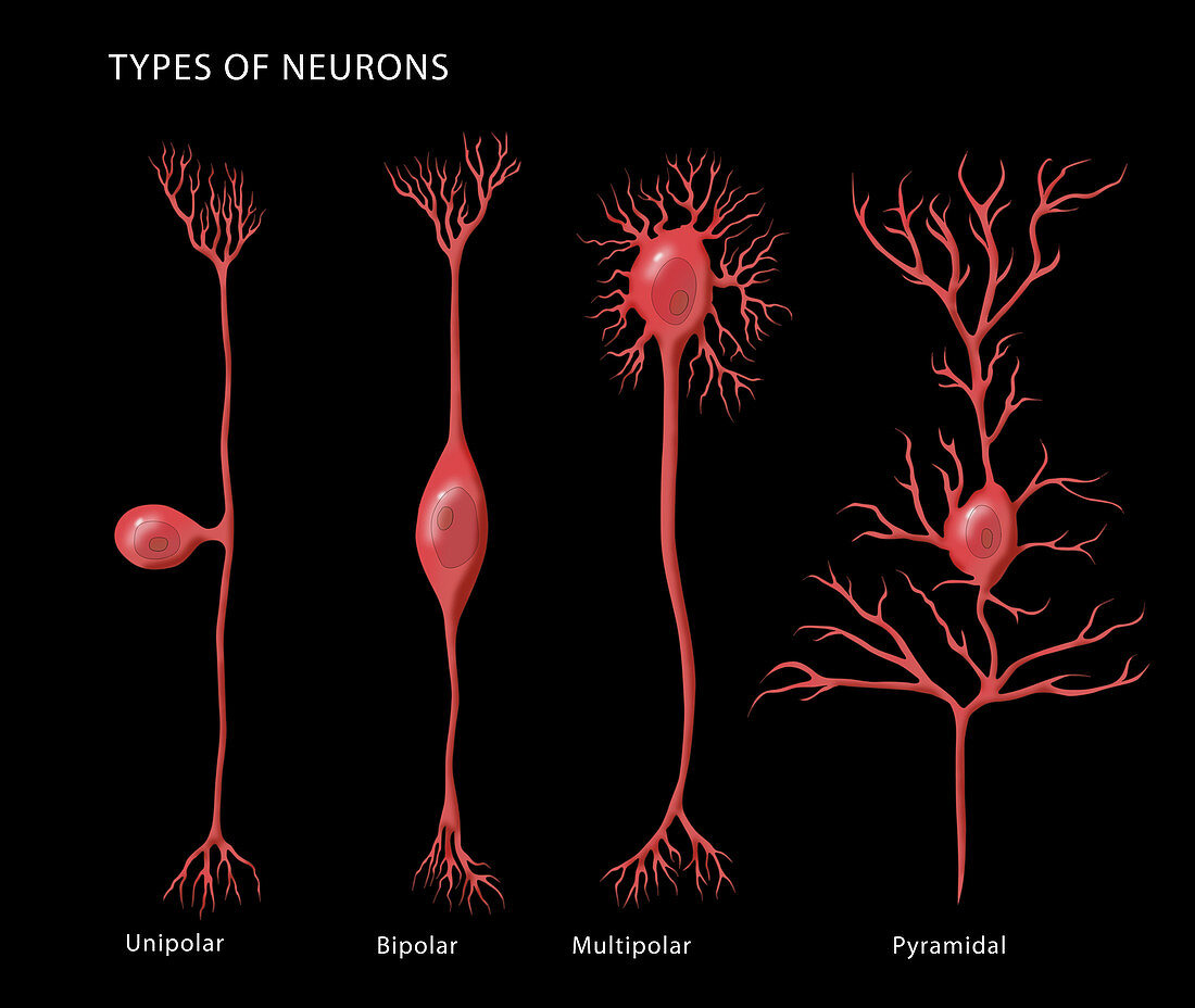 Types of Neurons,Illustration