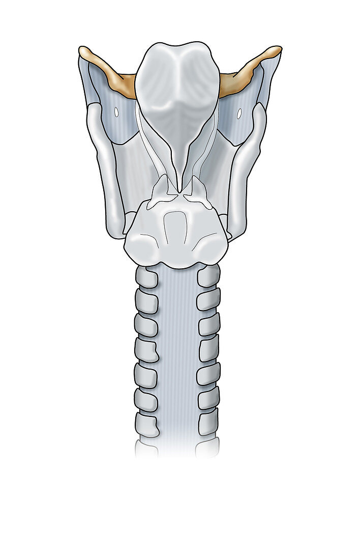 Larynx Anatomy,Illustration