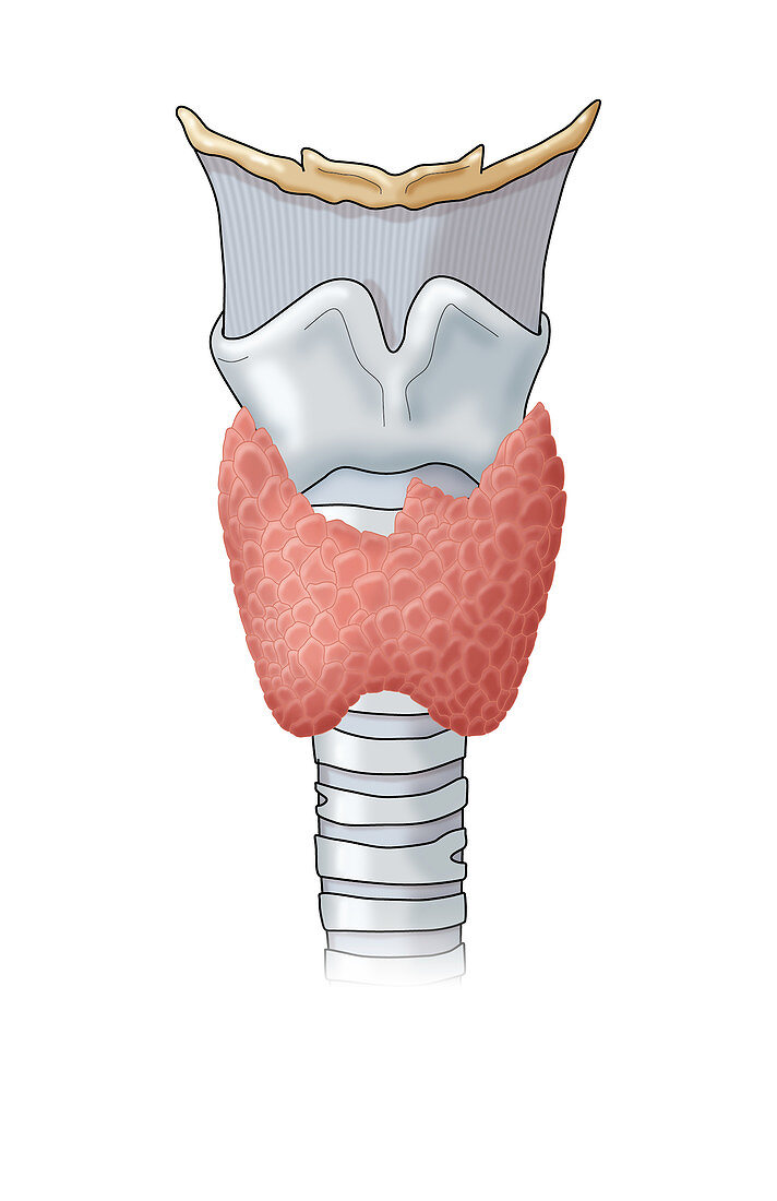 Thyroid & Larynx,Illustration