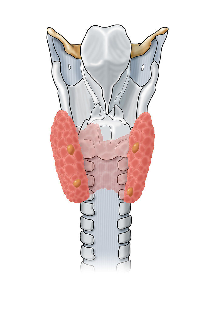 Parathyroid & Larynx,Illustration