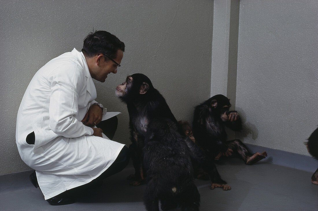 Research Chimpanzees in Playroom,1960s