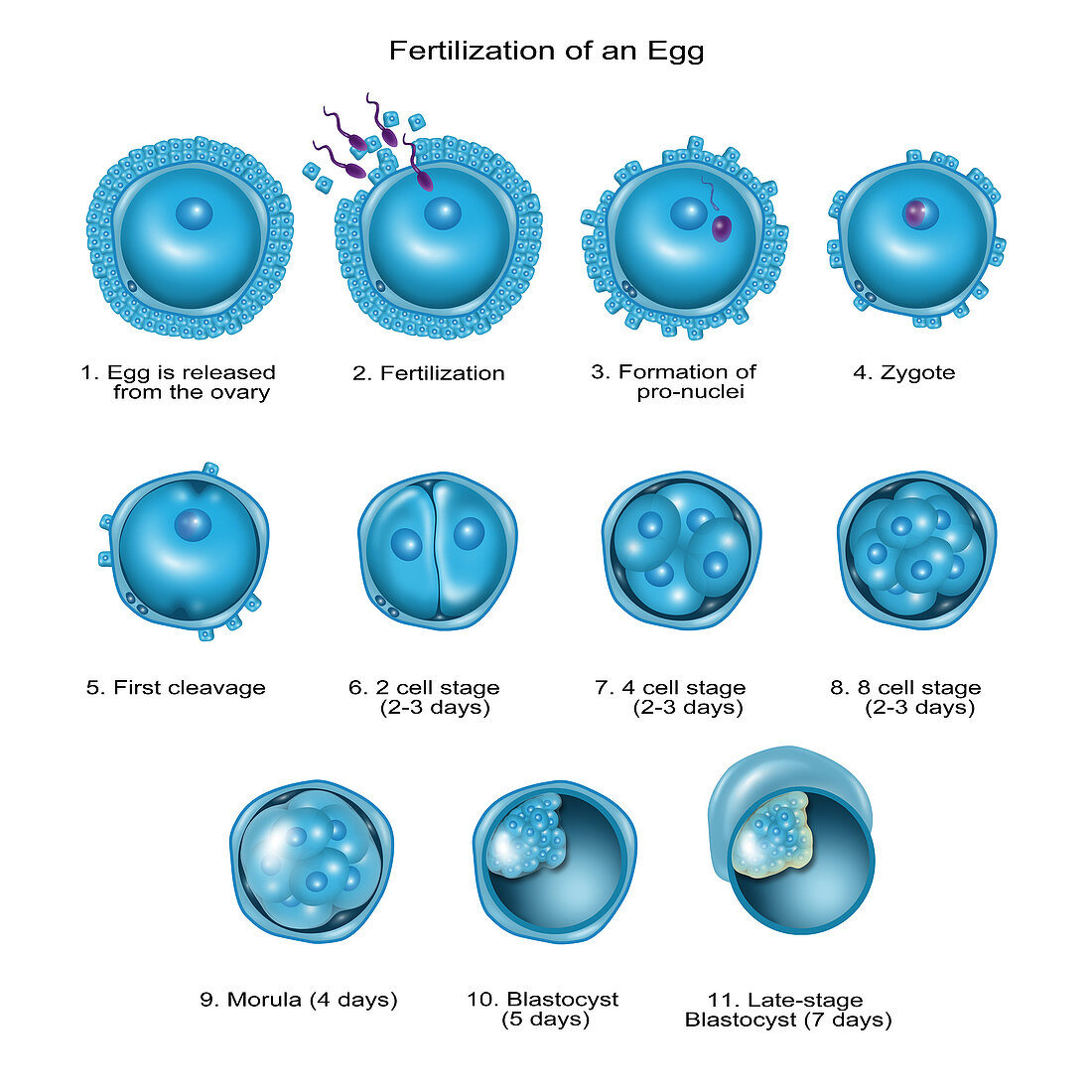 Egg Fertilization,Illustration