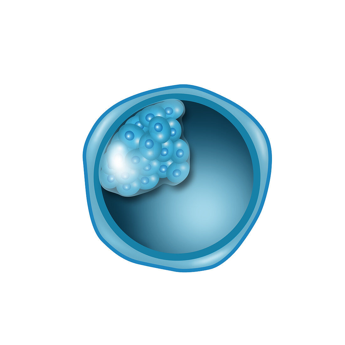 Embryogenesis,Illustration