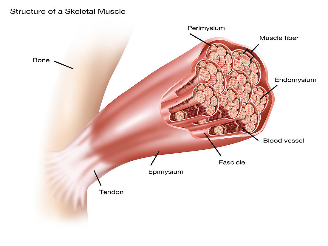 Skeletal Muscle Structure,Illustration