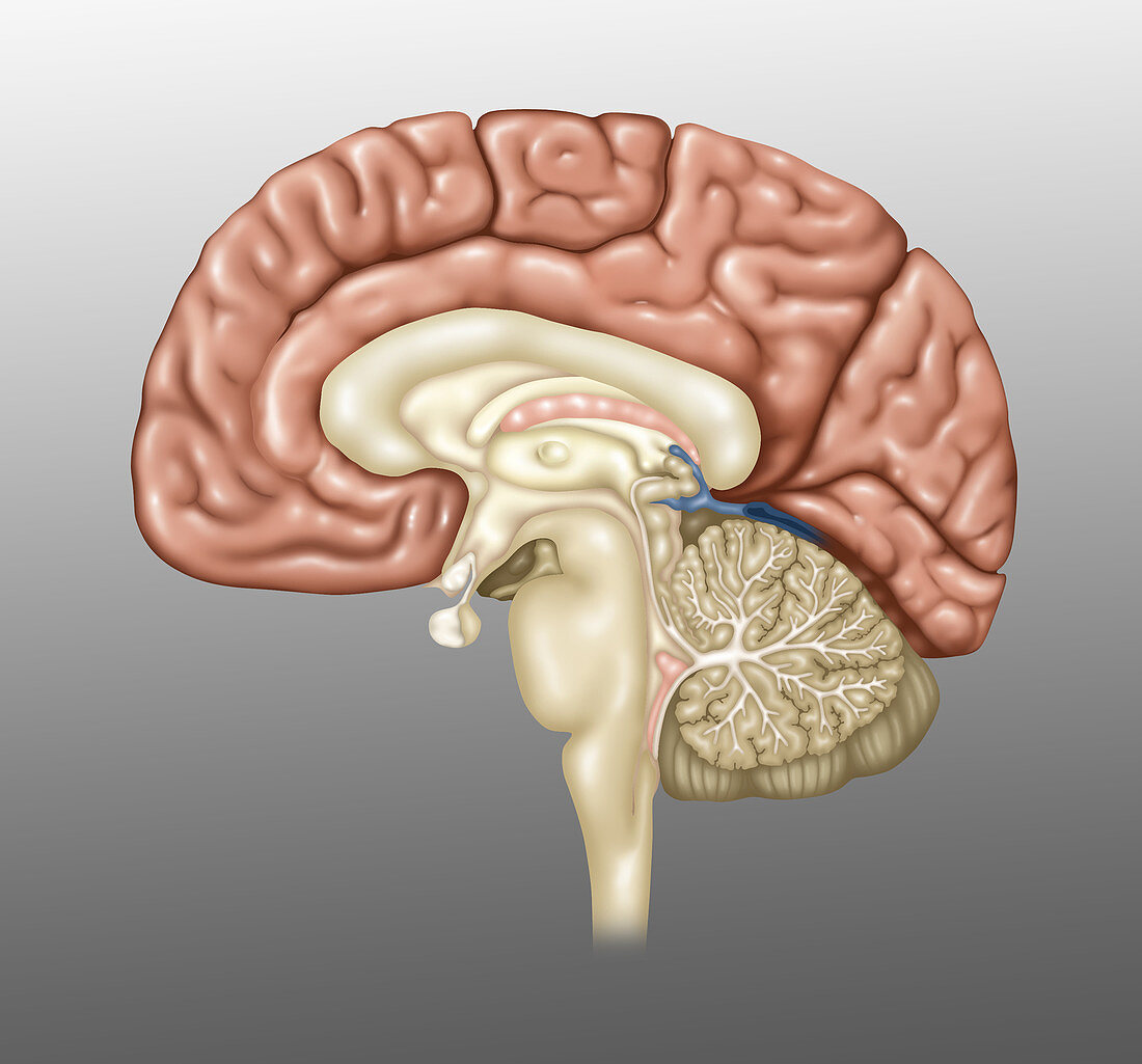 Anatomy of the Brain,Illustration