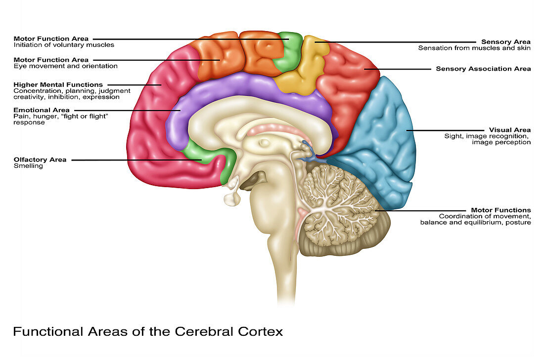 Cerebral Cortex Areas,Illustration