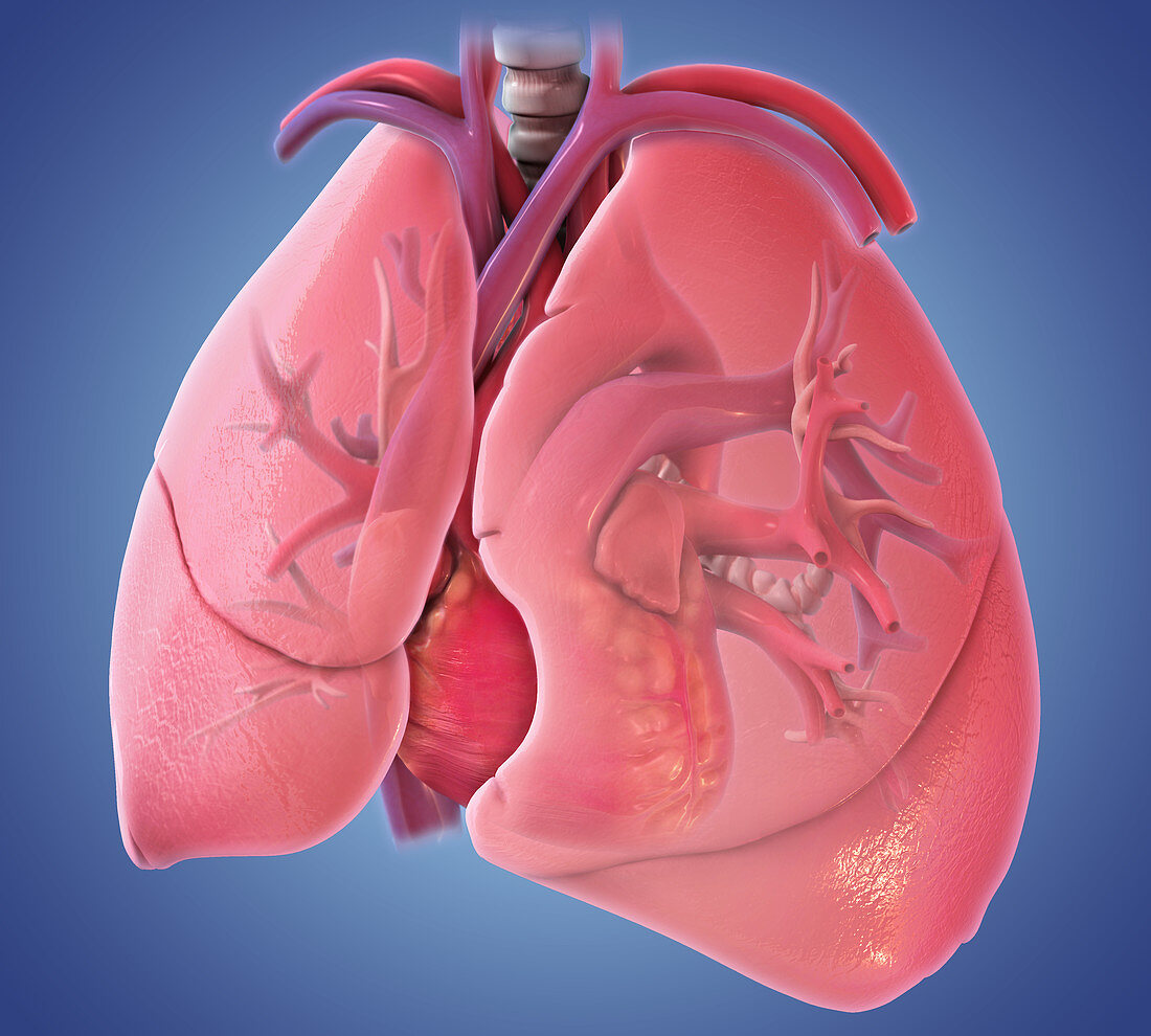 Heart and Lungs,Illustration