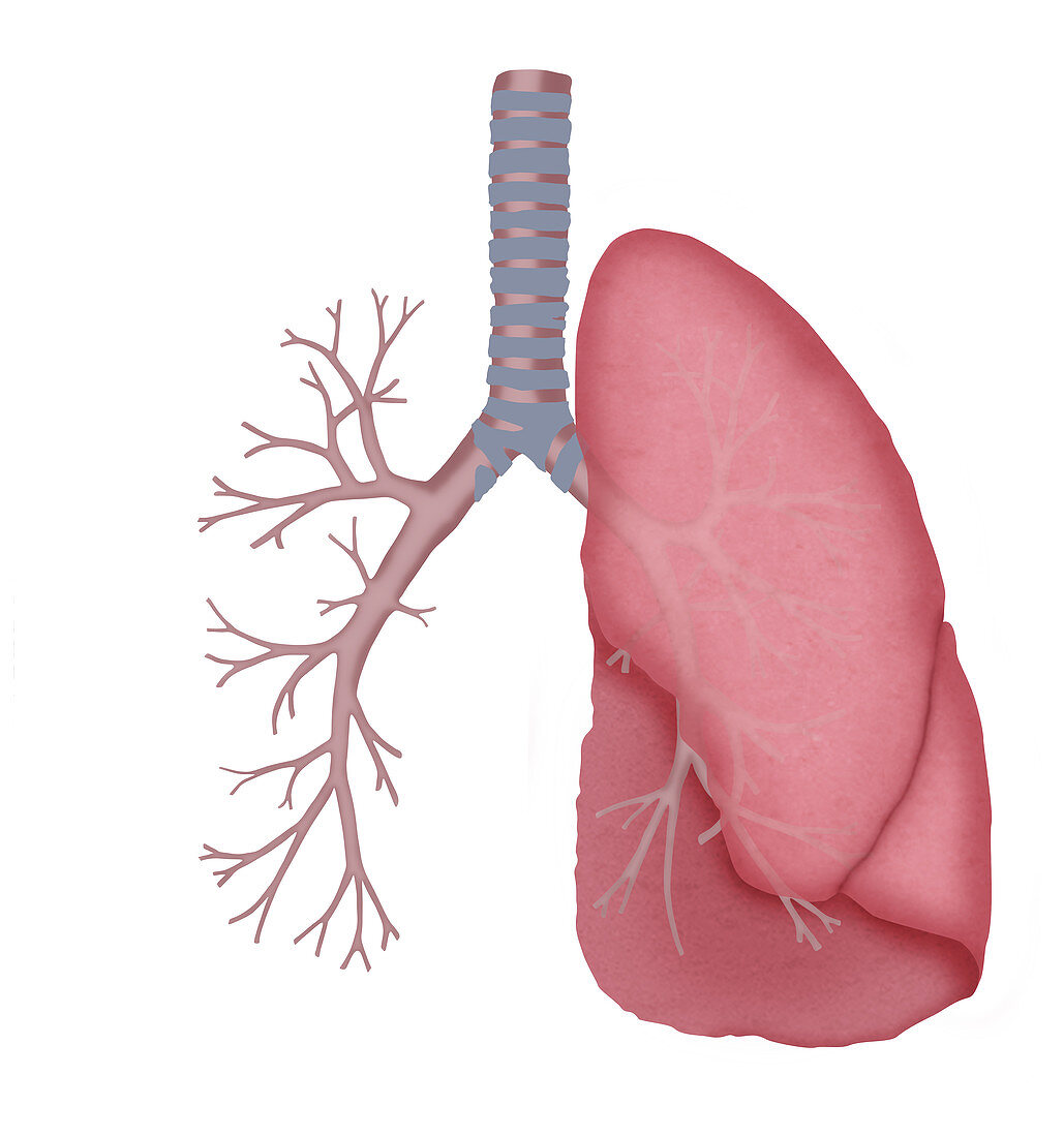 Lung and bronchial tubes,illustration