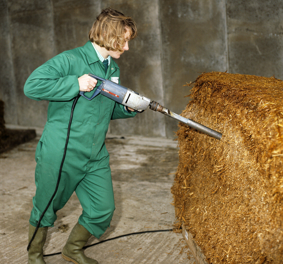 Taking Silage Core Sample