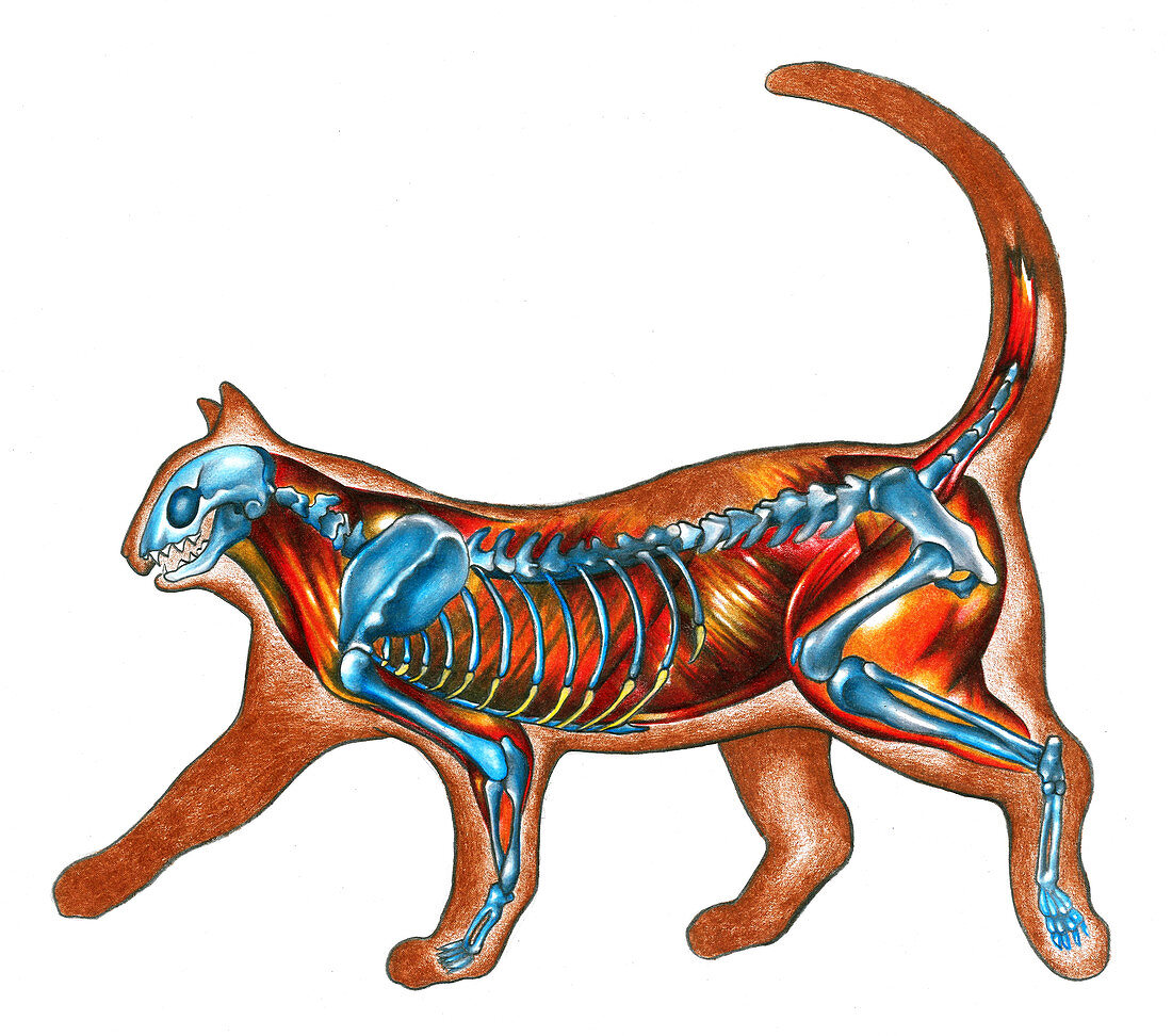 Cat Anatomy,illustration