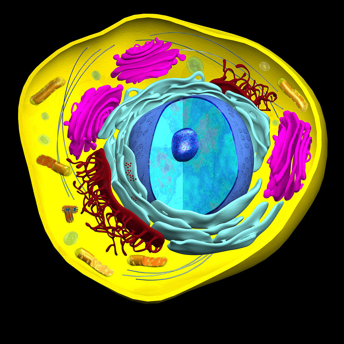 Eukaryotic Cell,illustration