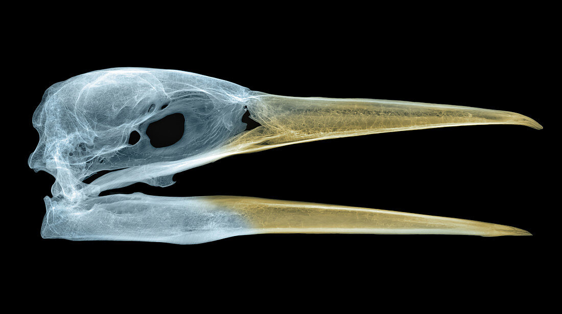 Great Blue Heron,X-ray