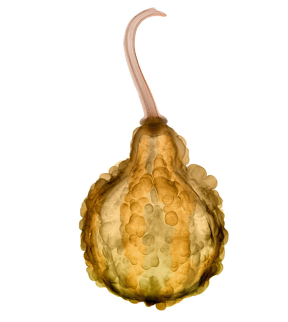 Fall Decorative Gourd,X-ray