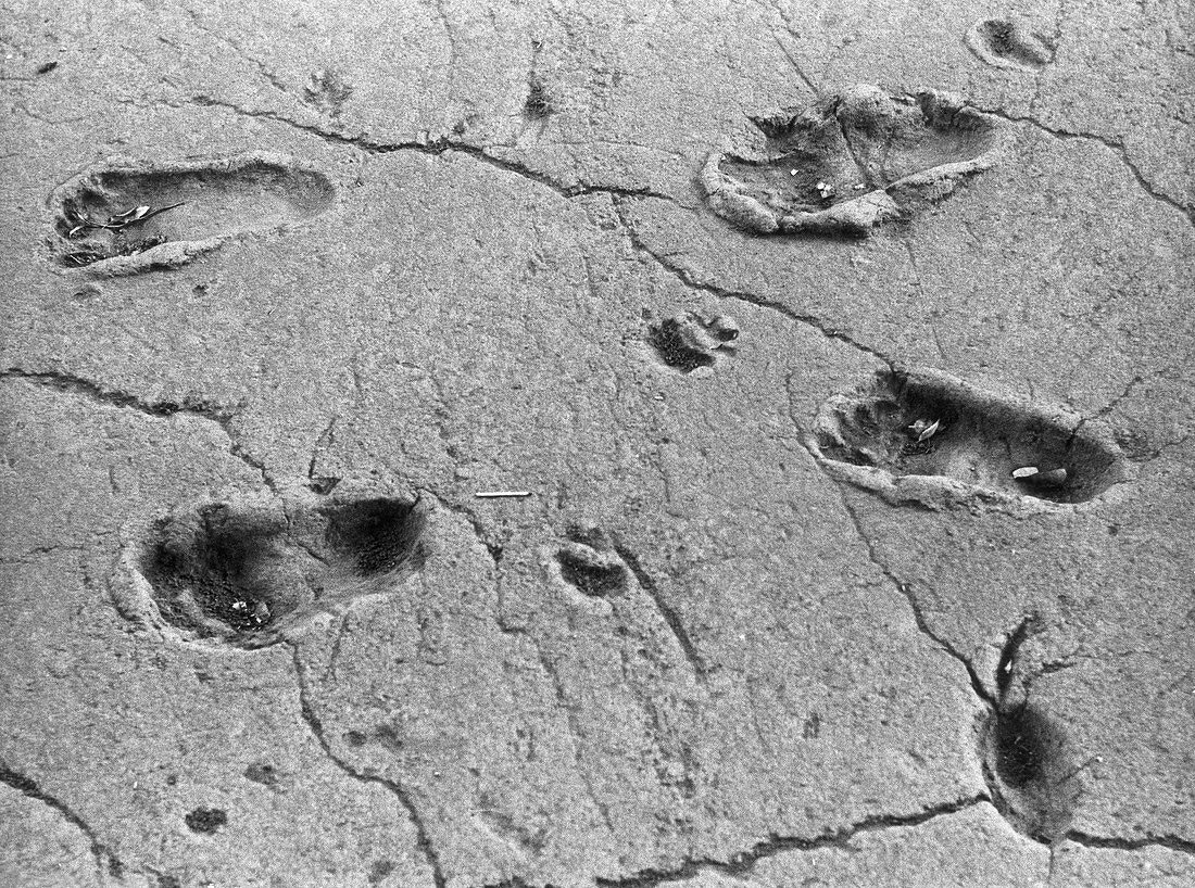 Footprints of Acahualinca