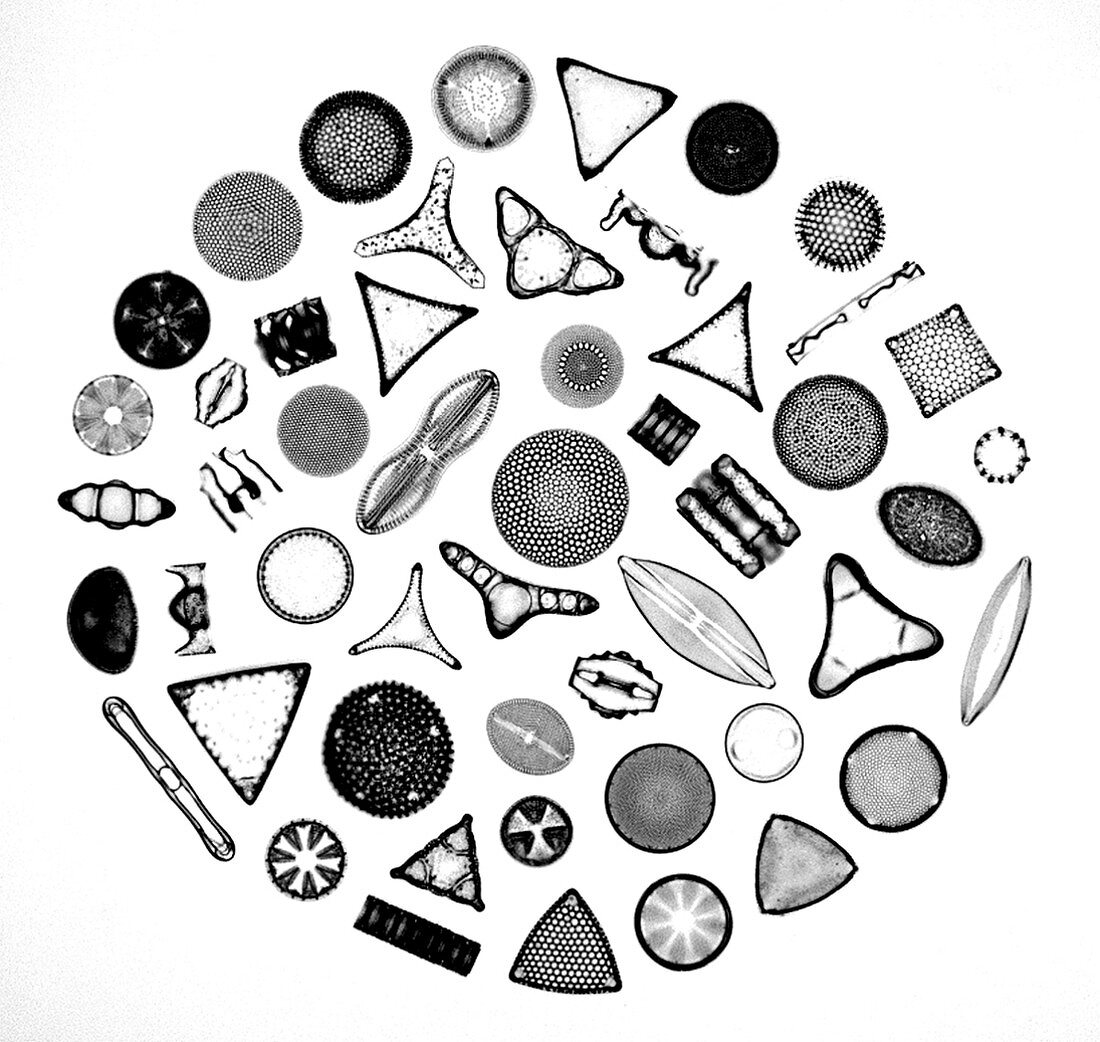 50 diatom species arranged