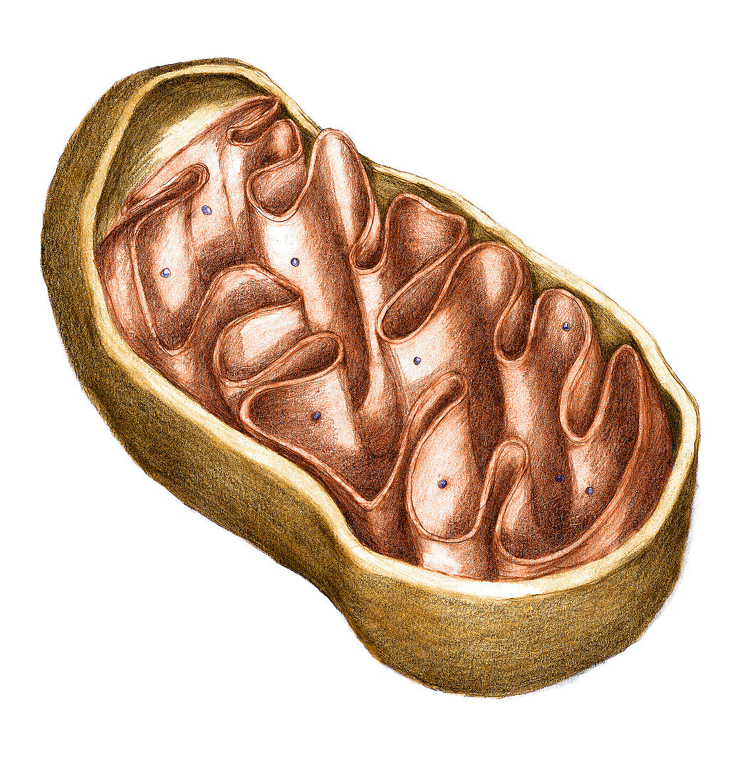 Mitochondria,illustration