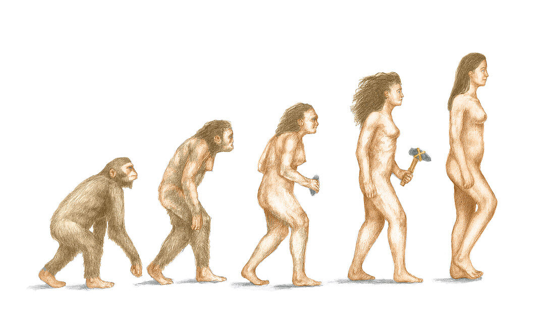 Human Evolution,illustration
