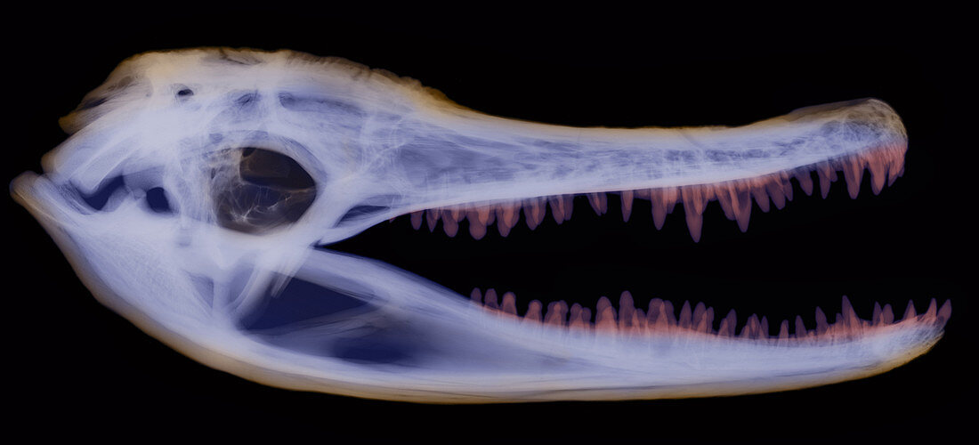X-ray of American Alligator
