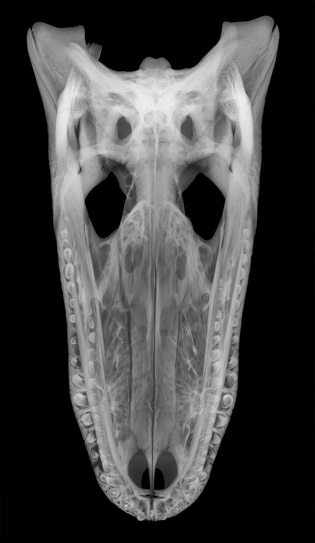 X-ray of American Alligator