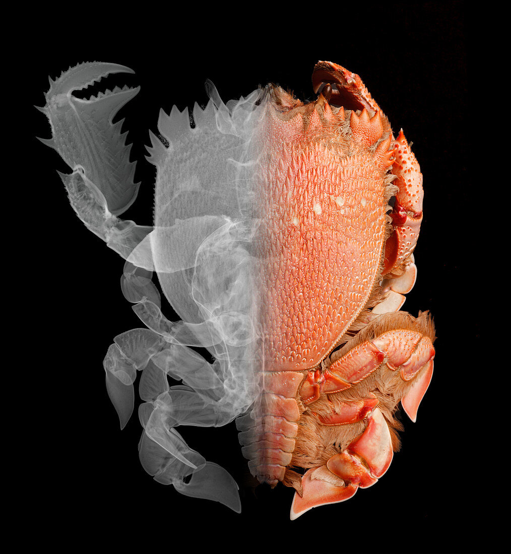Deep Water Crab,X-ray & Optical Image