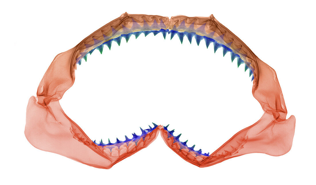 X-Ray of Shark Jaws