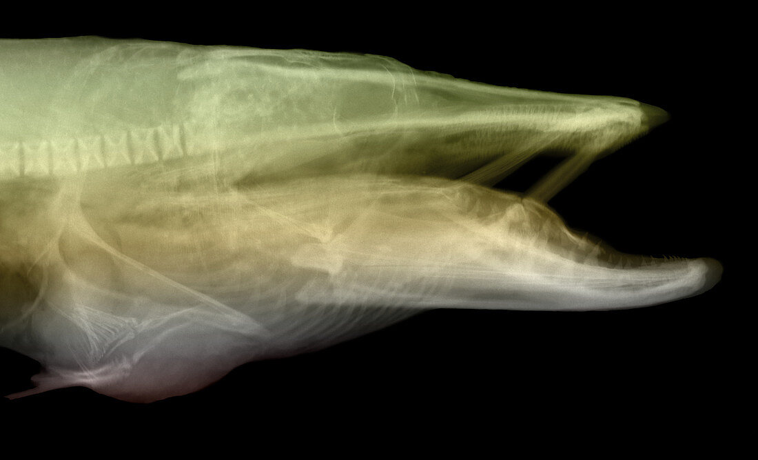 X-ray of Muskie