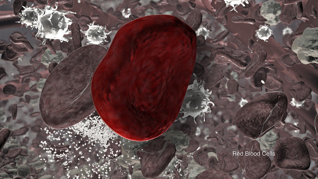 Red Blood Cells