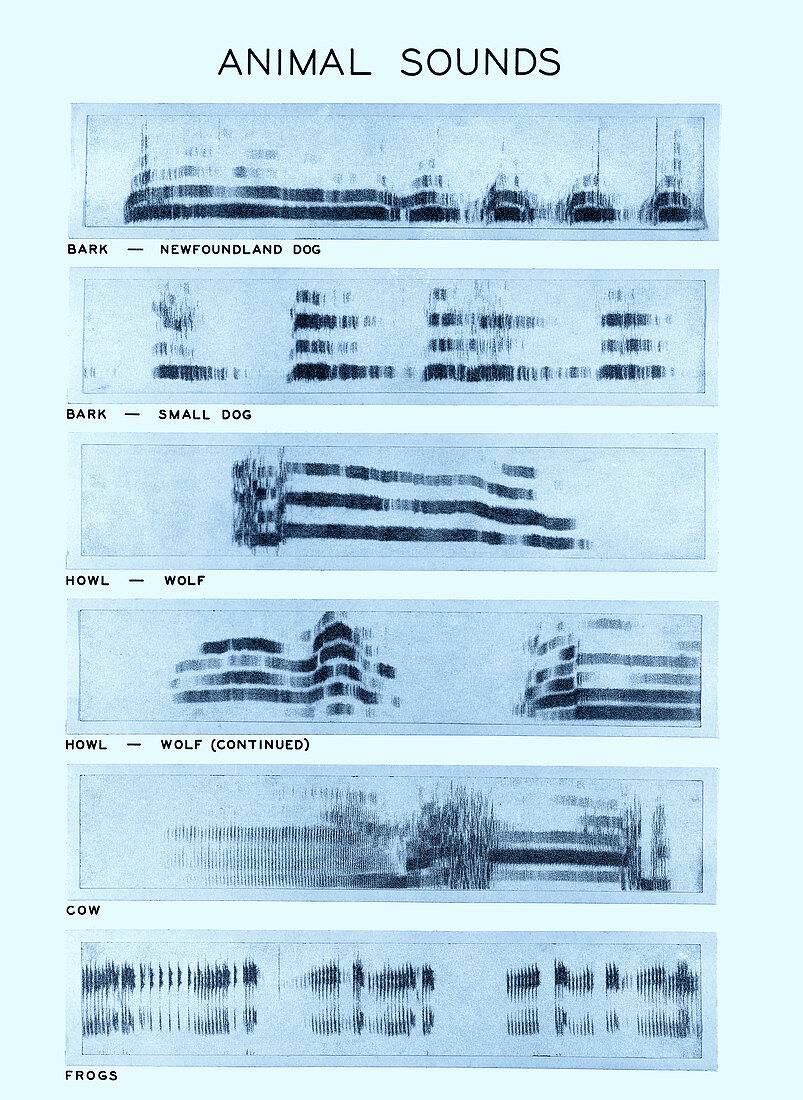 Spectrogram of Animal Sounds