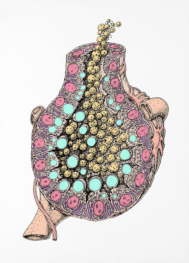 Mammary gland acinus,illustration