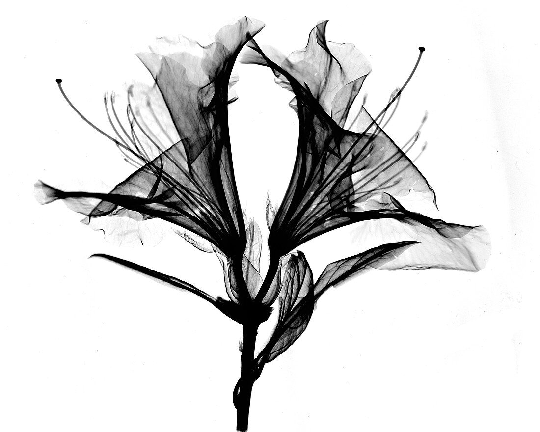 Azalea Flower X-ray