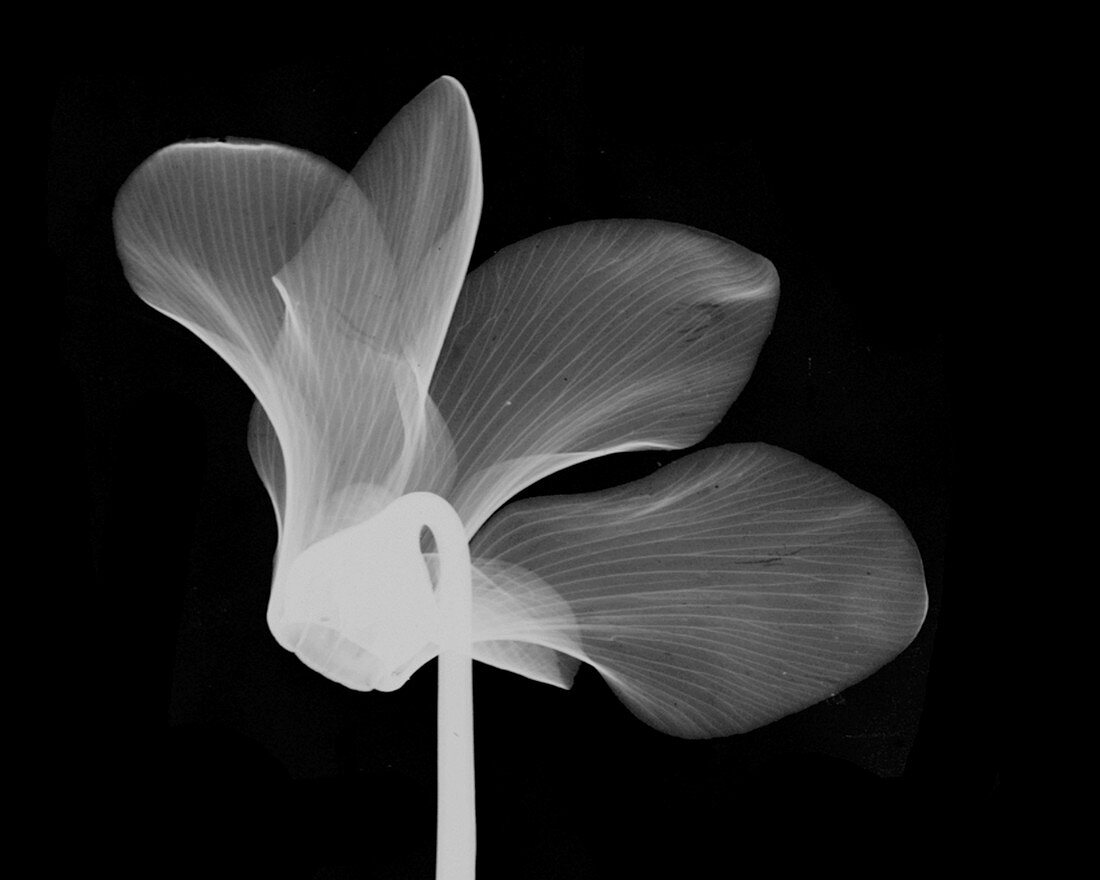 Cyclamen Flower X-ray