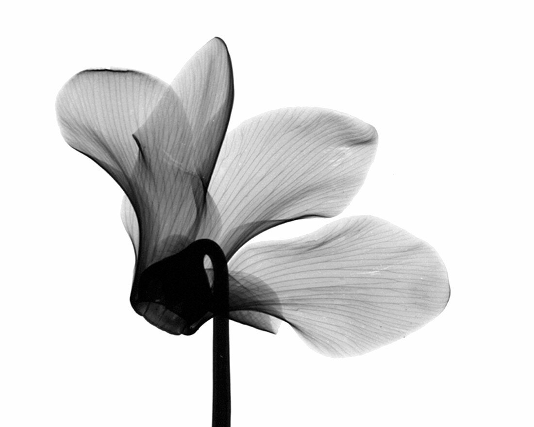 Cyclamen Flower X-ray