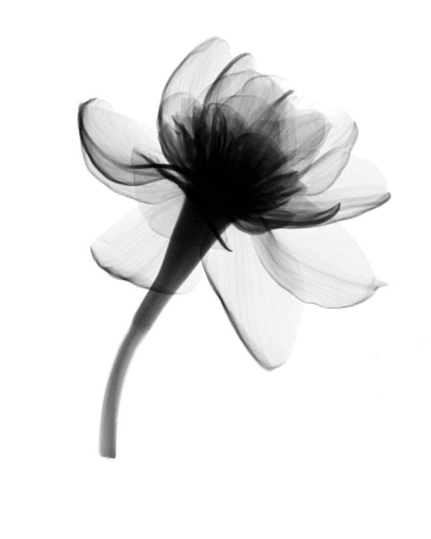 Narcissus Blossom X-ray