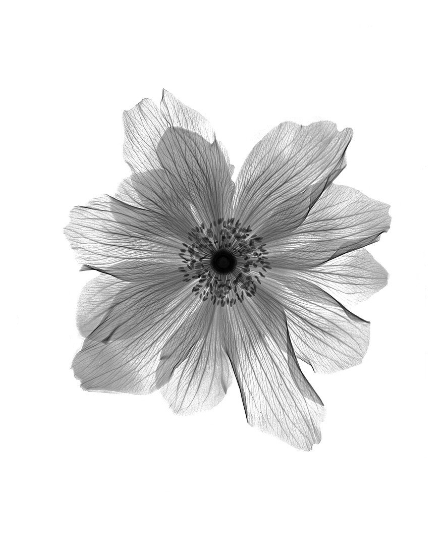 Flower X-ray