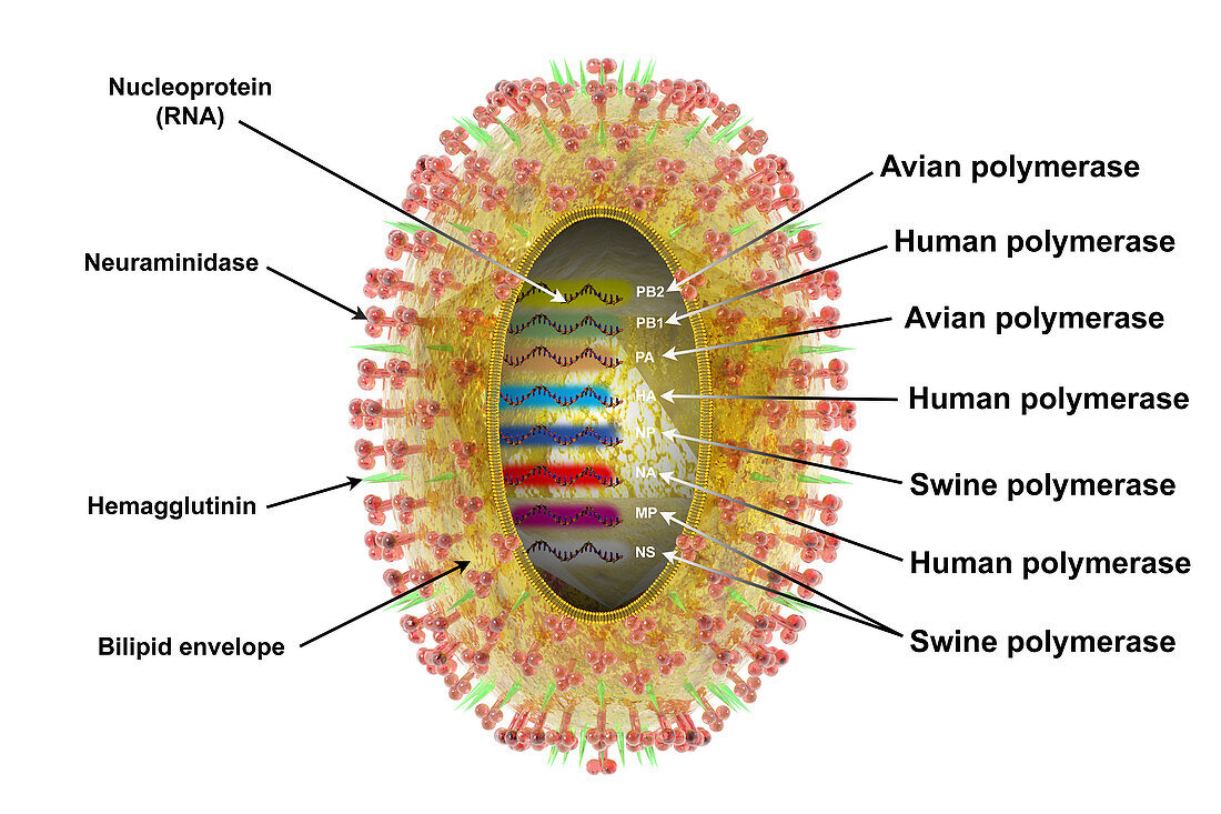 Influenza A (H3N2) virus,illustration
