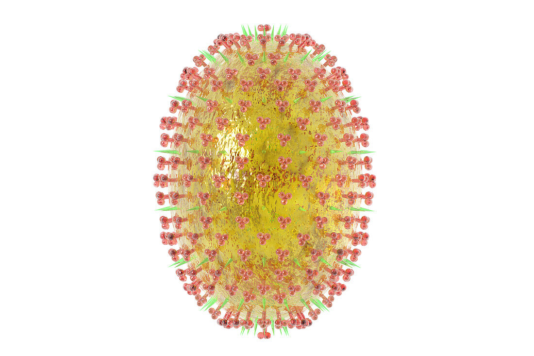 Influenza A (H3N2)v virus,illustration