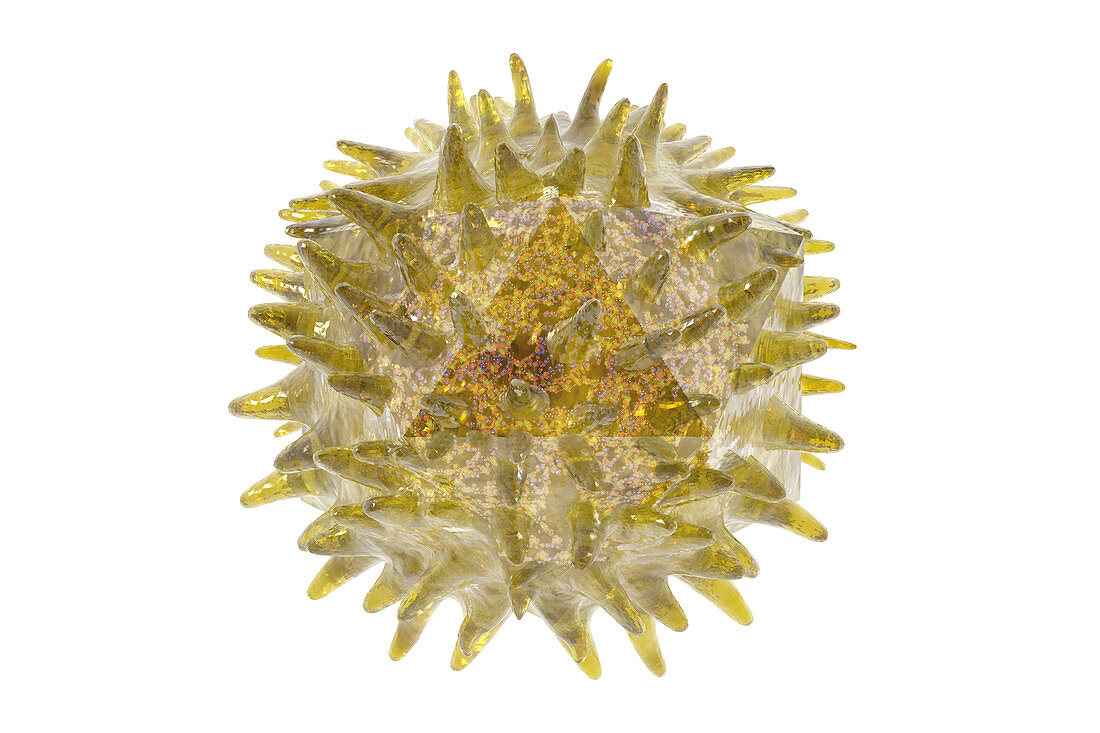 Rhinovirus and common cold,illustration