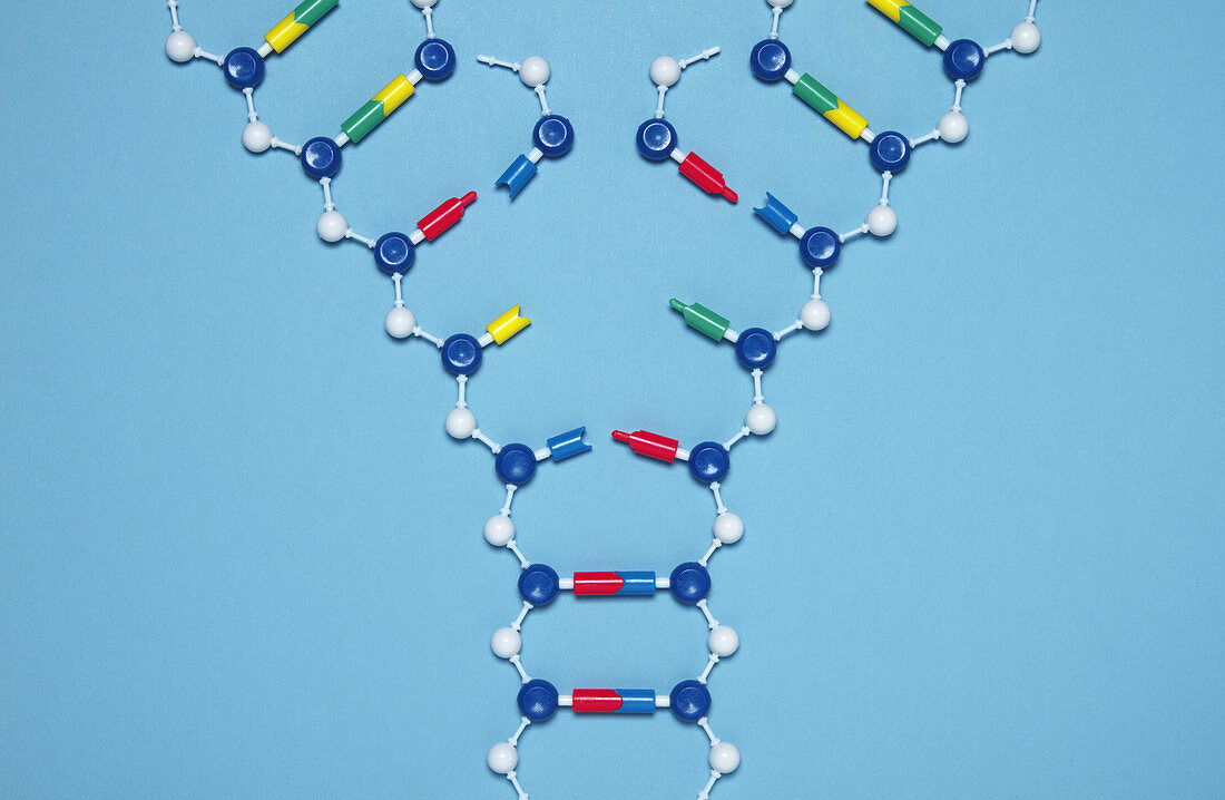 DNA Replication