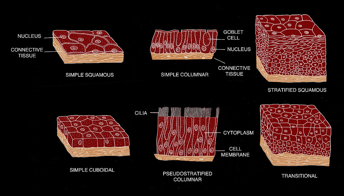 Types of Epithelial Cells,illustration