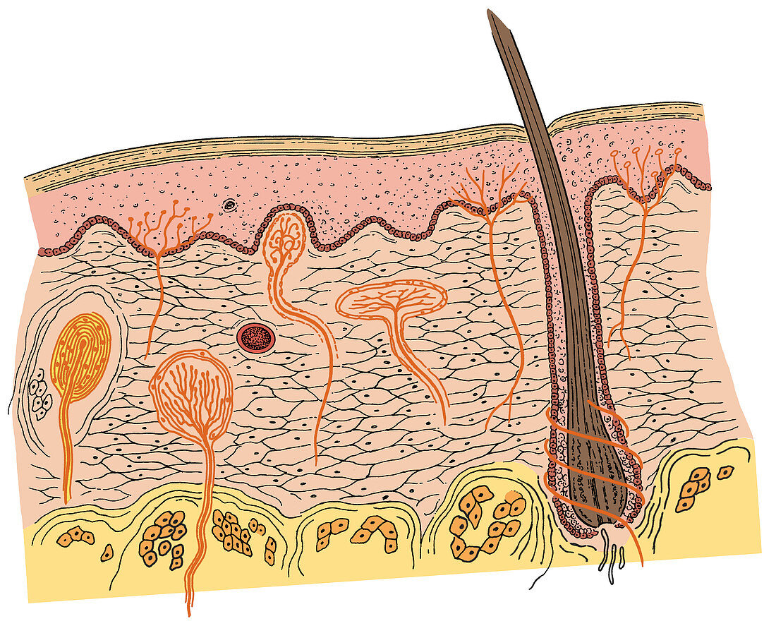 Skin Anatomy,illustration