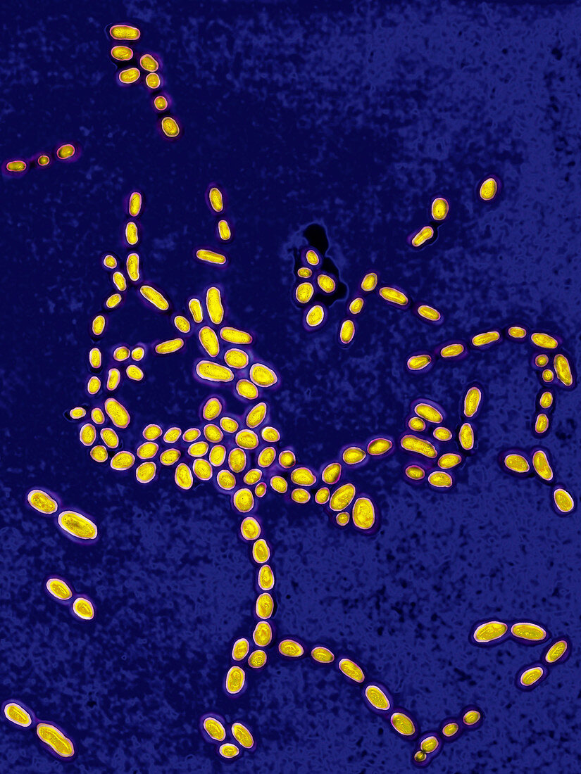 Enterococci bacteria,LM