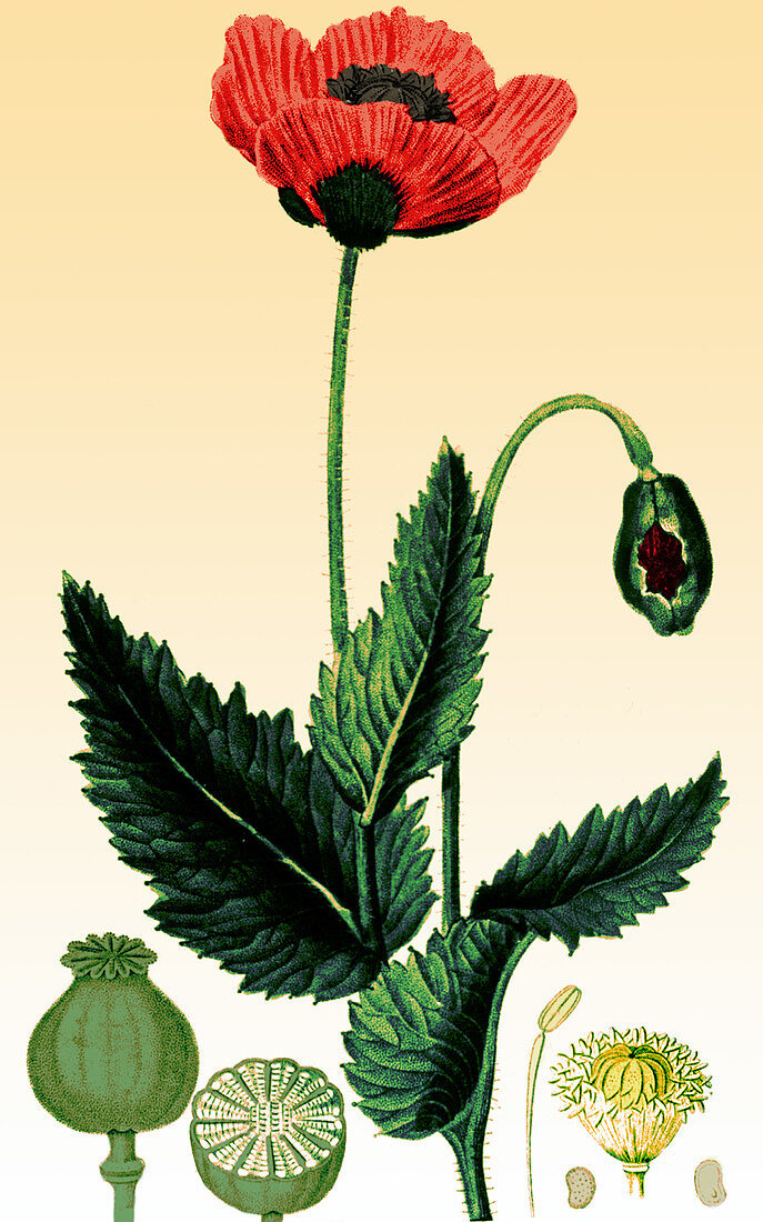 Poppy,1815,illustration