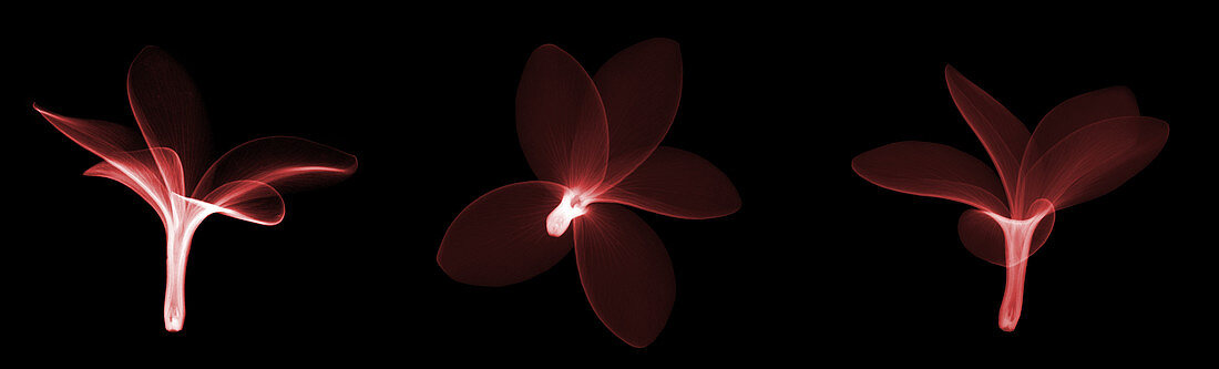 Fragipani (Plumeria) Flowers,X-ray