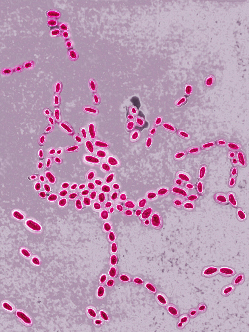 Enterococci bacteria,LM