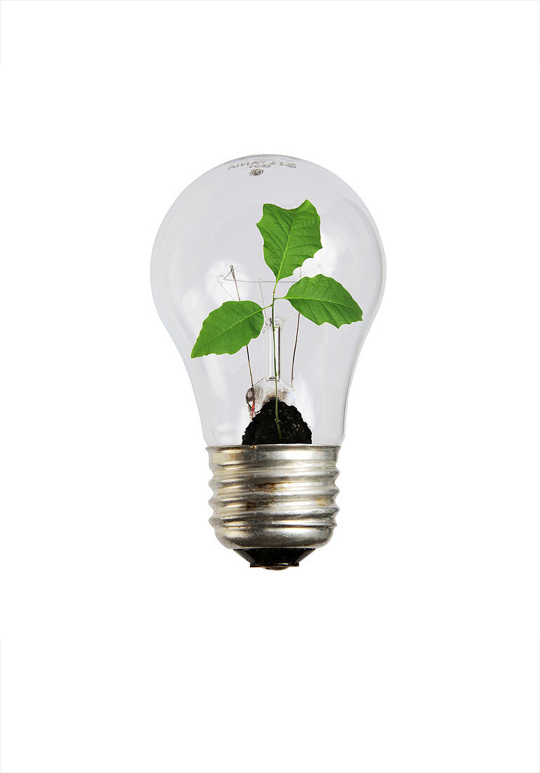 Plant in Light Bulb