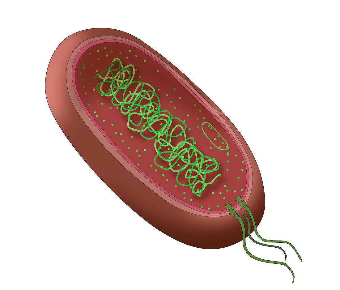 Bacteria Diagram