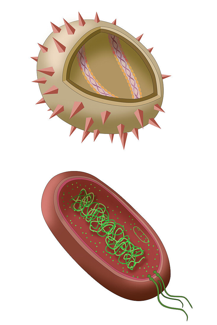 Virus and Bacteria Diagram